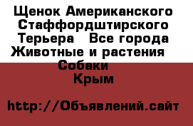 Щенок Американского Стаффордштирского Терьера - Все города Животные и растения » Собаки   . Крым